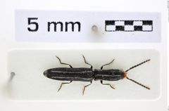 Foto (Dorsalansicht) von Elasmosomus jeanneli (NHMW-ZOO-COL-0008099)